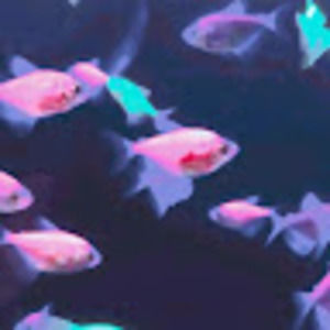 Meet your Posher, Jasa